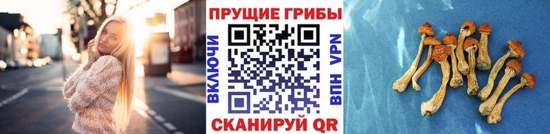Псилоцибиновые грибы мухоморы  дарнет шоп  дарк нет какой сайт  Октябрьск 